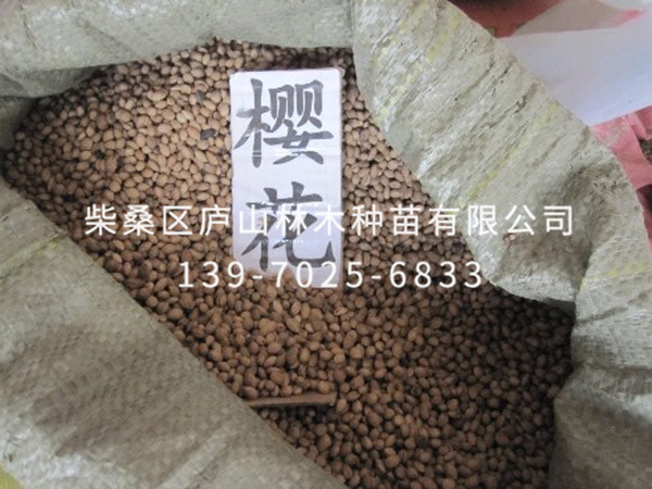樱花种子