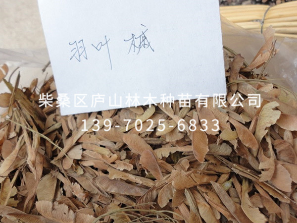 羽叶槭种子