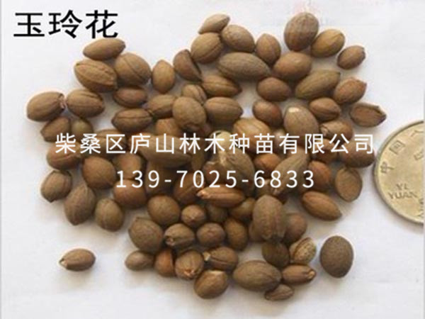 玉玲花种子