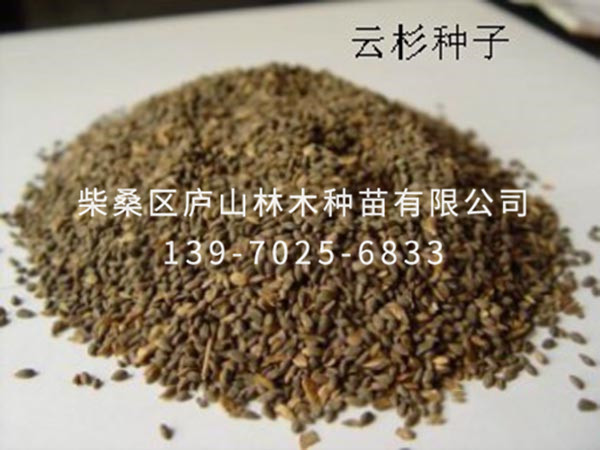 云杉种子
