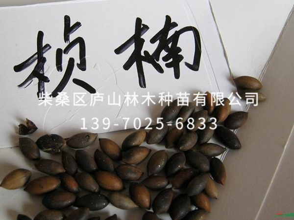 桢楠种子