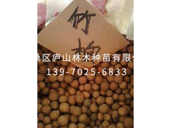 竹柏种子