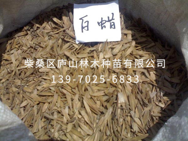 长青白蜡种子