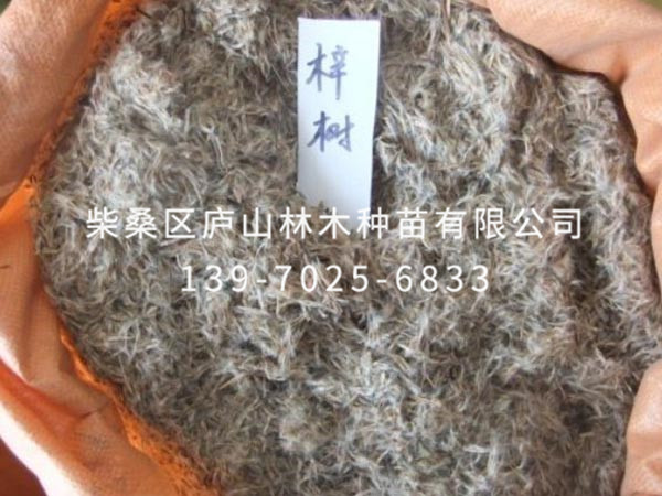 梓树种子