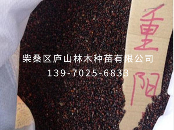 重阳木种子