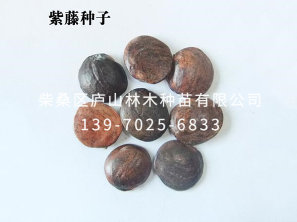 紫藤种子