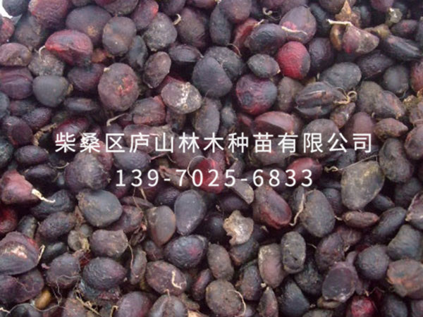 紫玉兰种子