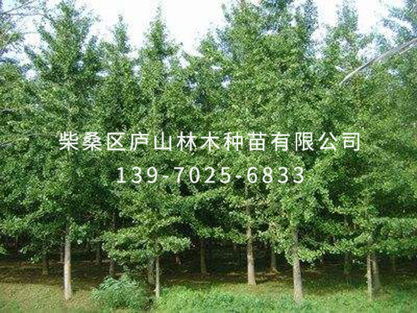 银杏