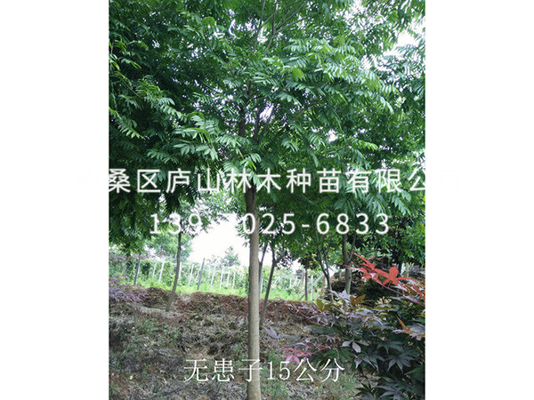无患子