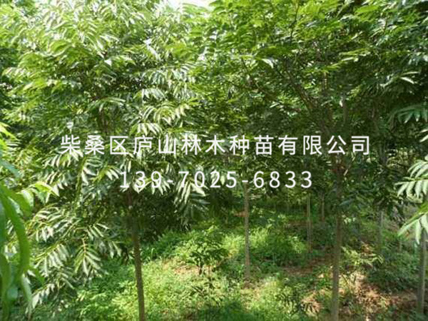 无患子