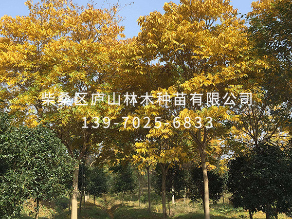 无患子