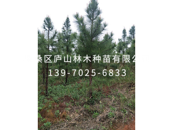湿地松