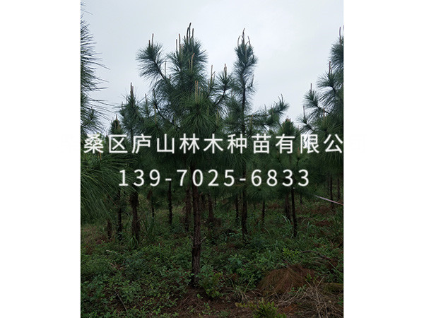 湿地松