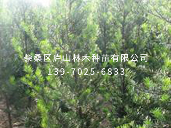 罗汉松
