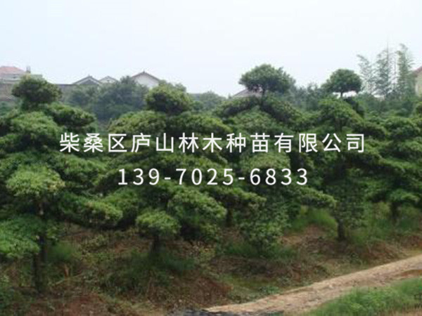 罗汉松