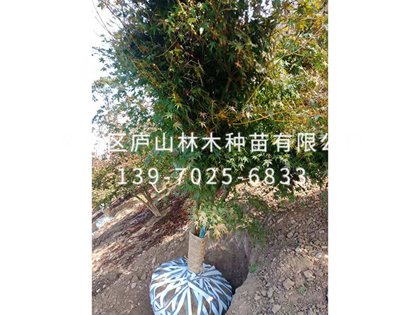 鸡爪槭