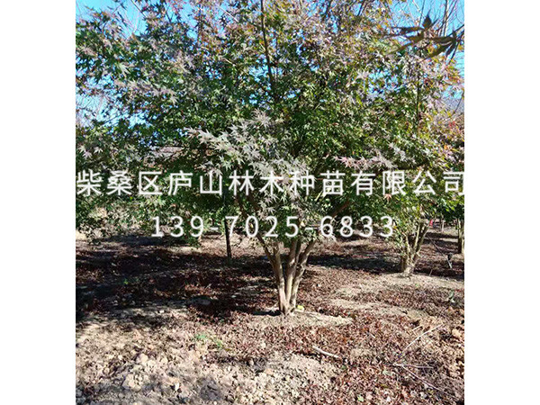 鸡爪槭