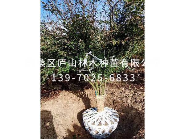 鸡爪槭