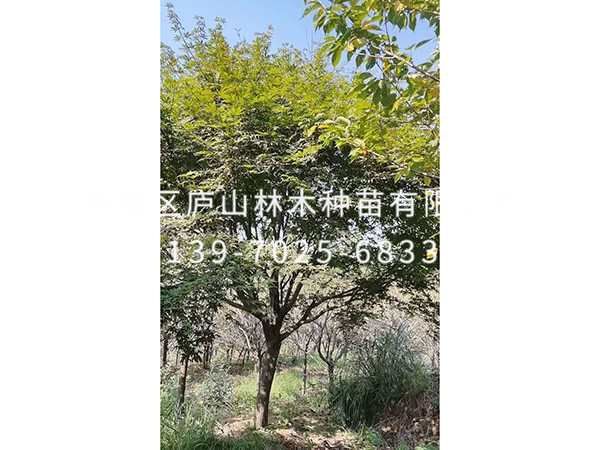 红枫
