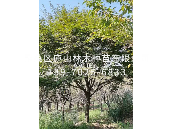 红枫