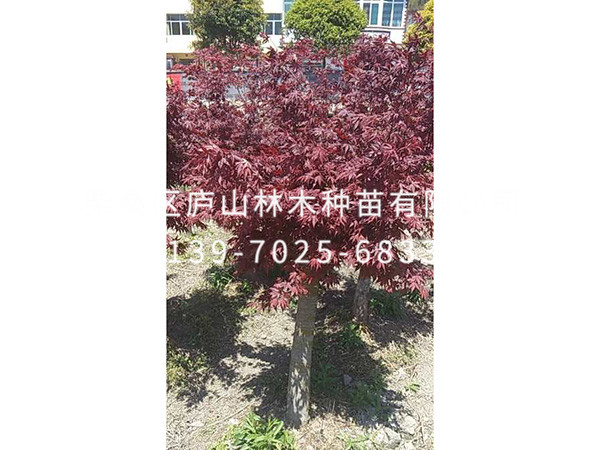 红枫