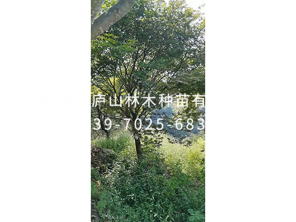 红枫