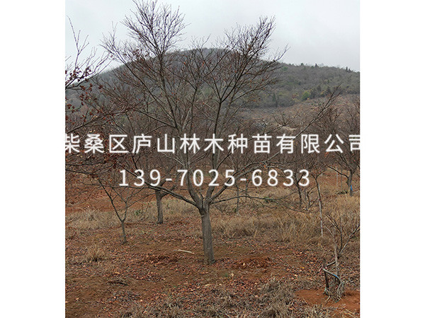 红枫