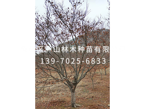 红枫