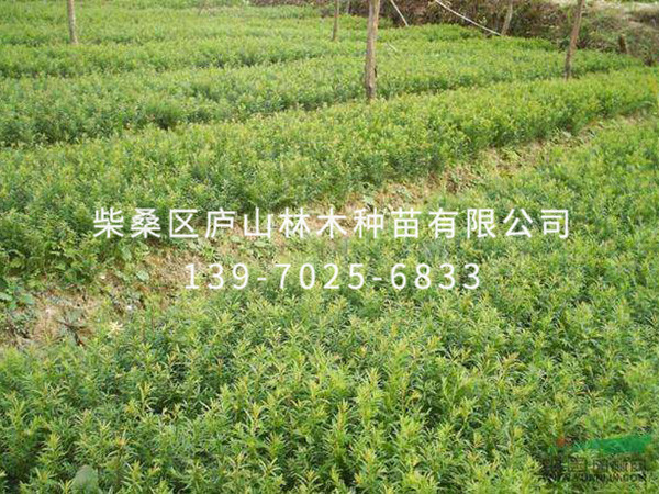 红豆杉
