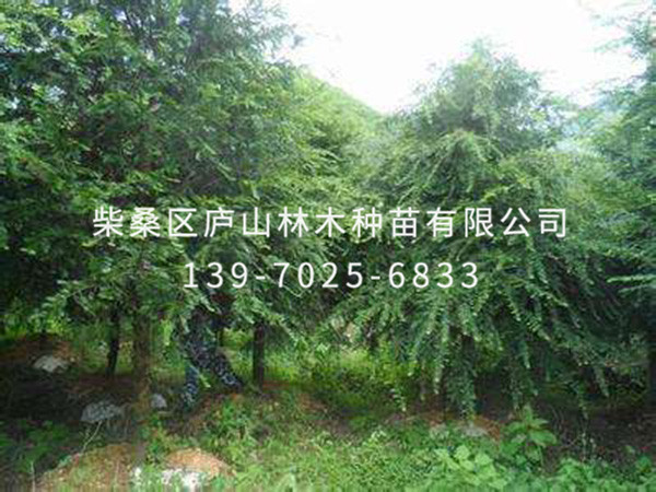 红豆杉
