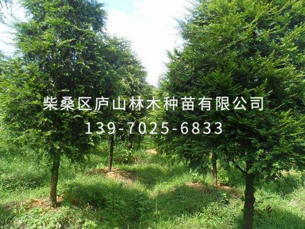 红豆杉