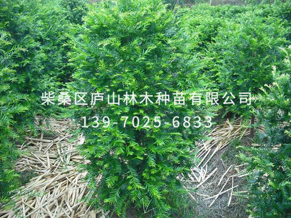 红豆杉
