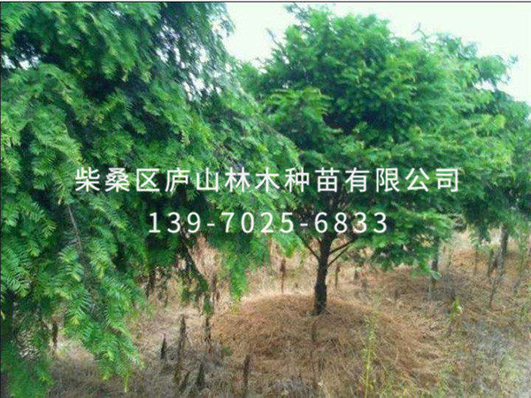 红豆杉