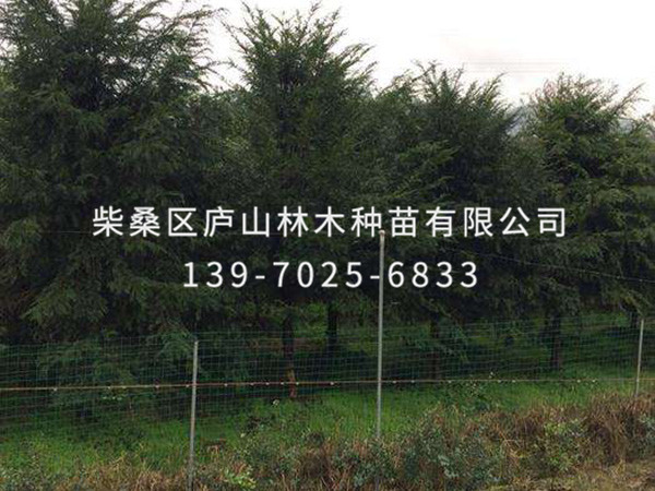 红豆杉