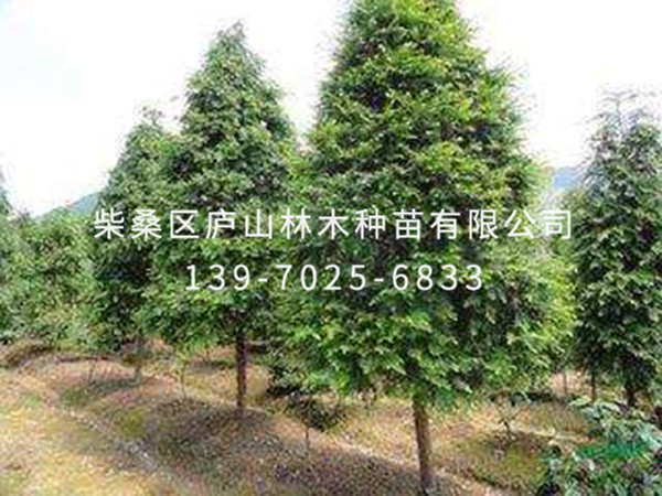 红豆杉
