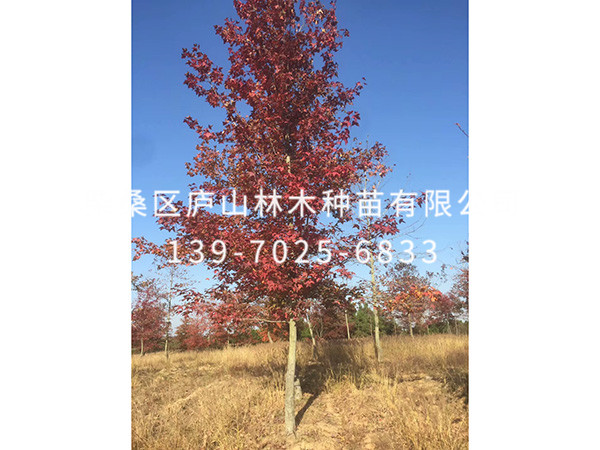 枫香