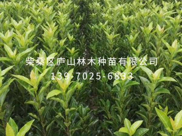 法国冬青