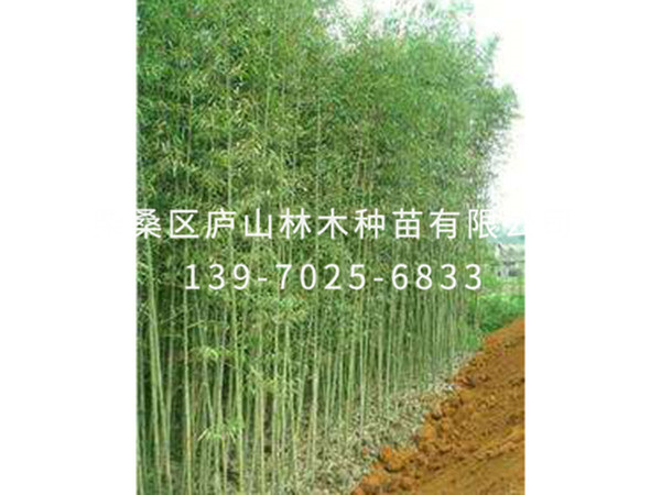 刚竹