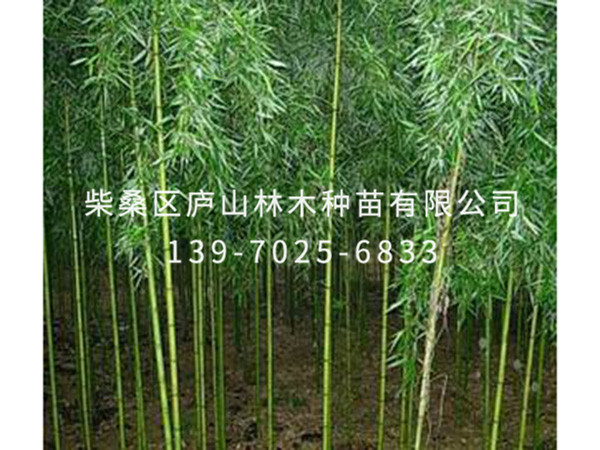 刚竹