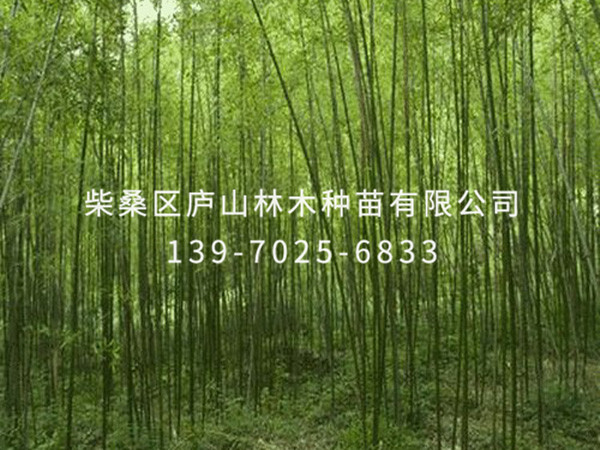 刚竹