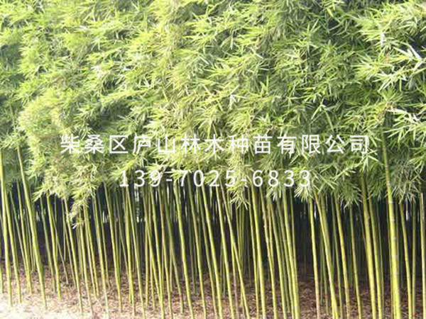 刚竹