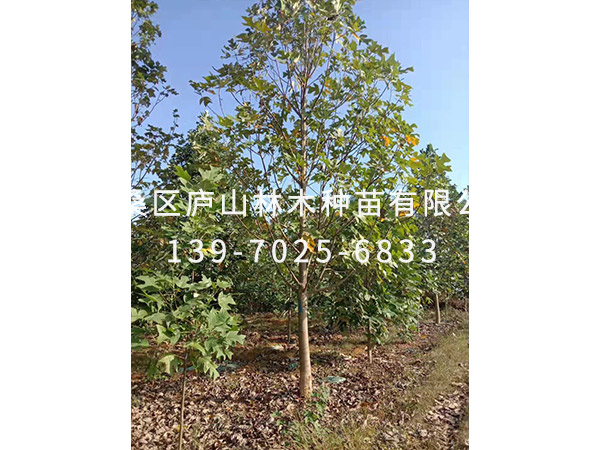 马褂木