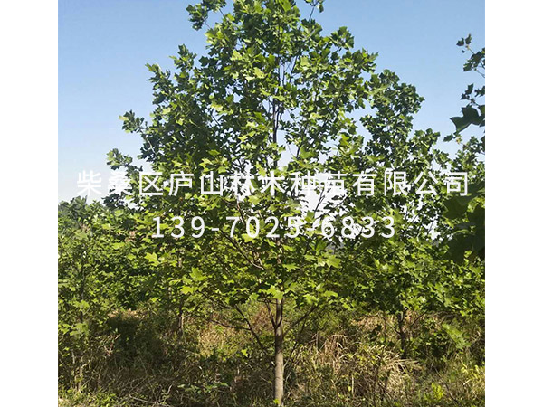 马褂木