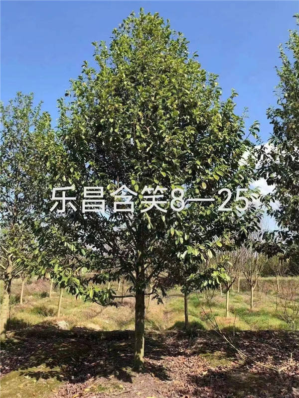 乐昌含笑