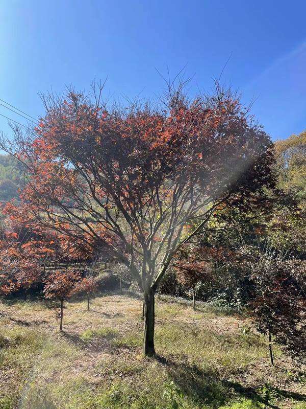 红枫