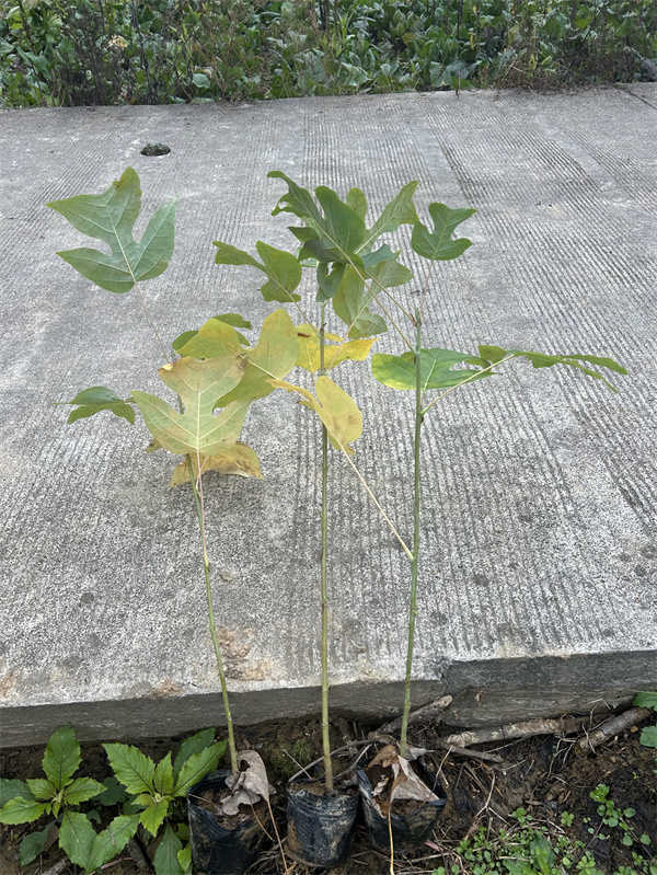 马褂木